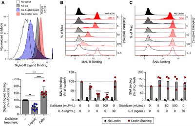 Interactions between Siglec-8 and endogenous sialylated cis ligands restrain cell death induction in human eosinophils and mast cells